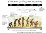 Evolution of Process Maturity